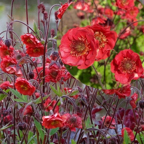 Geum 'Flames of Passion' - Mõõl 'Flames of Passion' P9/0,55L  